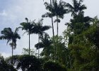 b Hilo Hawaii (17)